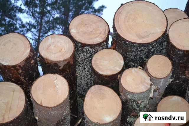 Пиловочник еловый Вологда - изображение 1