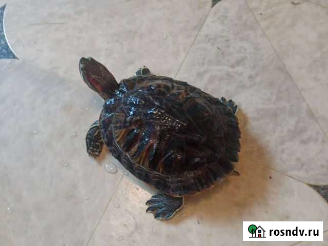 Красноухая черепаха бесплатно Звенигород - изображение 1