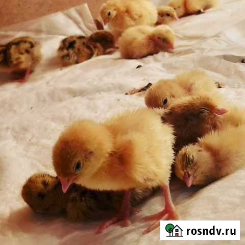 Цыплята суточные Красноярск - изображение 1