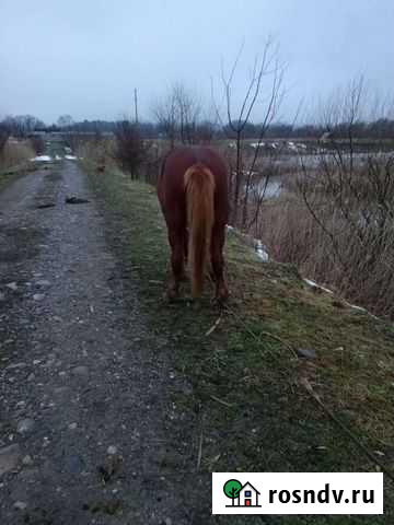 Лошад Тульский - изображение 1