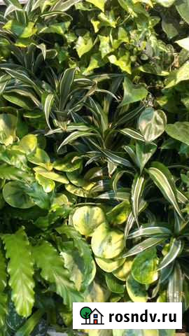 Фитодизайнер, специалист по внутреннему озеленению Кириши - изображение 1