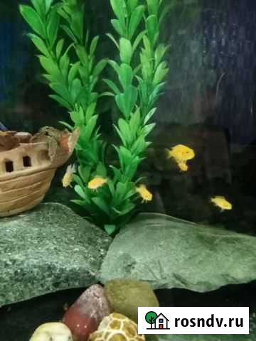 Рыба Омск - изображение 1