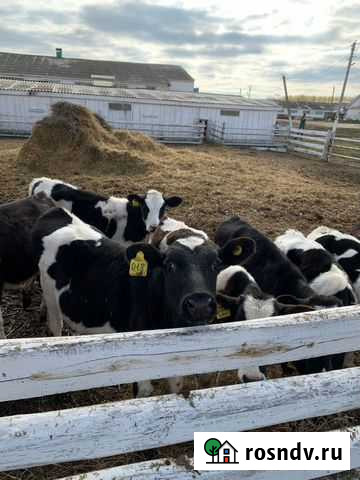 Телята. Бычки Инза - изображение 1