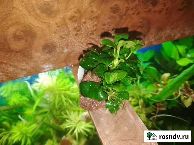 Аквариумное растение анубиасы Набережные Челны - изображение 1