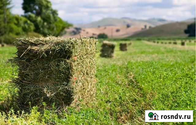 Сено в тюках Нижний Кисляй - изображение 1