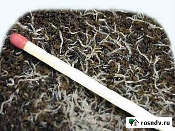 Живой экологически чистый корм для рыбок Гриндаль Самара - изображение 1