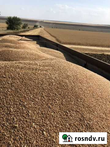 Пшеница, зерно, корм Хасавюрт - изображение 1