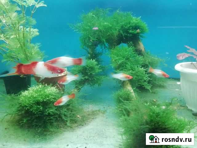 Мох аквариумный Краснодар - изображение 1