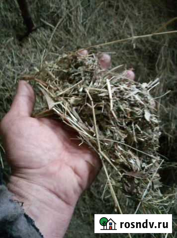 Сено в мешках Ленинск-Кузнецкий - изображение 1