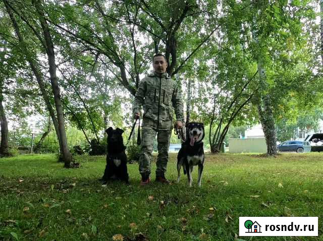 Выгул собак Томск - изображение 1