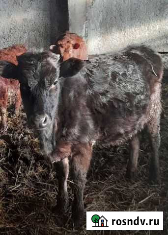 Молодняк Черкесск - изображение 1