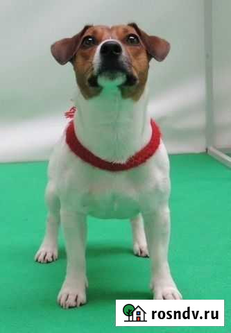 Вязка джек рассел терьер Мурманск - изображение 1