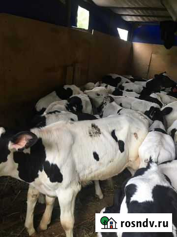 Телята Белореченск - изображение 1