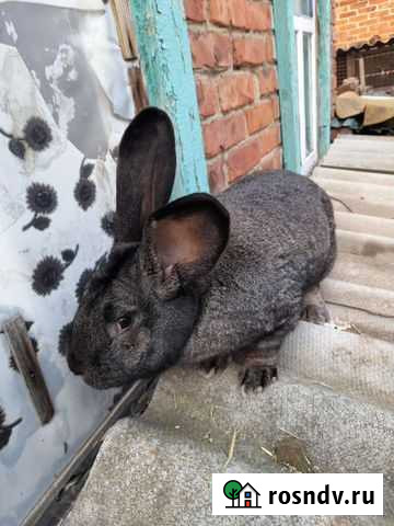 Кролик Воронежская - изображение 1