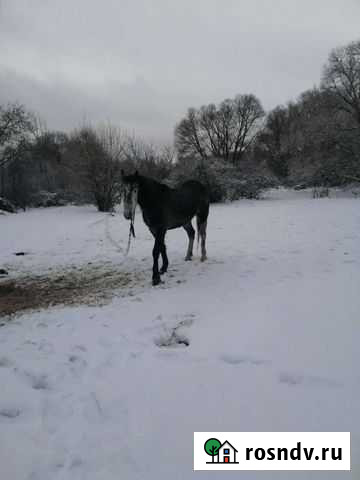 Лошадь Медвенка - изображение 1