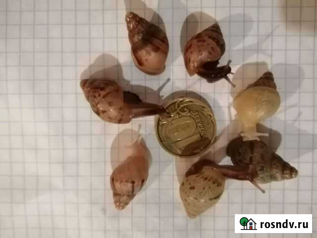 Улитки Новосибирск - изображение 1