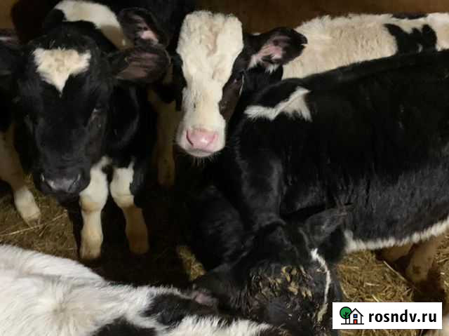 Телочки и бычки Покровское - изображение 1