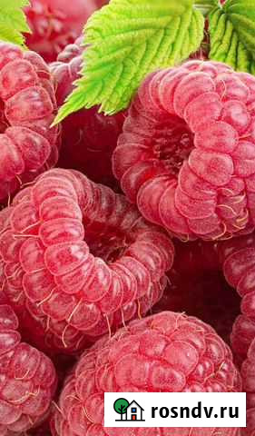 Вареники с малиной Омск - изображение 1