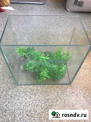Аквариум с водорослями,камнями и медузкой Батайск - изображение 1