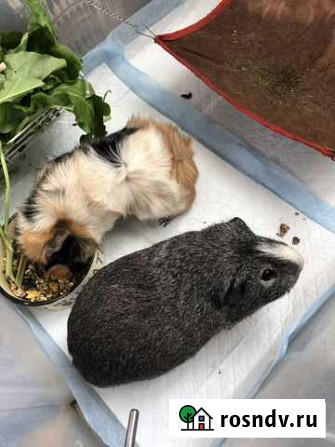 Продам двух морских свинок Кулебаки - изображение 1