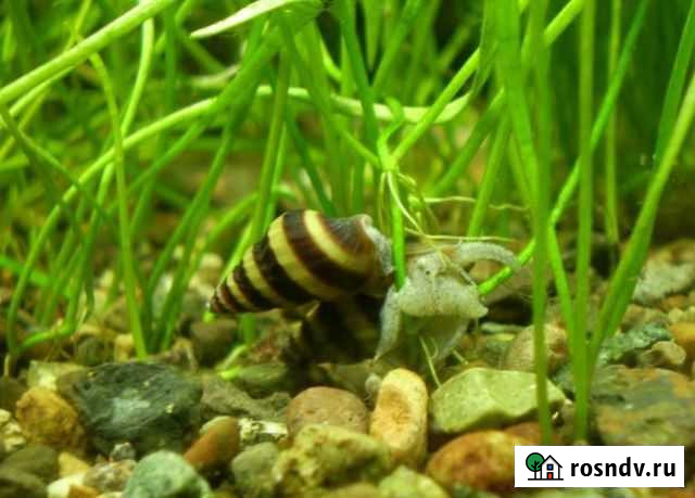 Хищная улитка Хелена Нижний Новгород - изображение 1