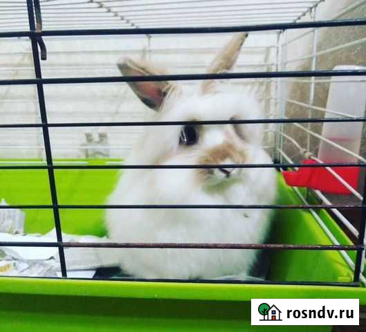 Декоративные кролики Волжский - изображение 1