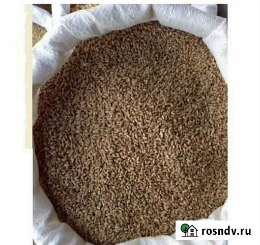 Пшеница Ачинск - изображение 1