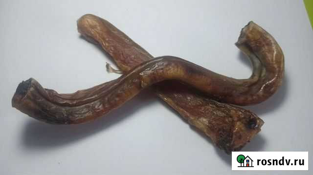 Бычий корень - лучшее лакомство для собак Железногорск - изображение 1