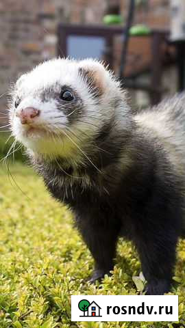 Хорек с клеткой Промышленная - изображение 1