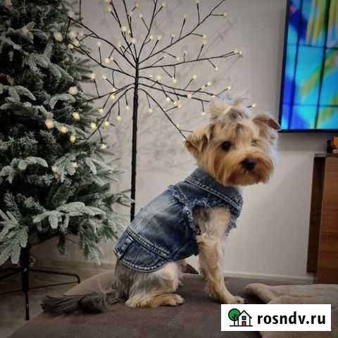 Джинсовый жилет для собак Самара - изображение 1