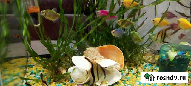 Аквариумные рыбки и растения Шахты - изображение 1
