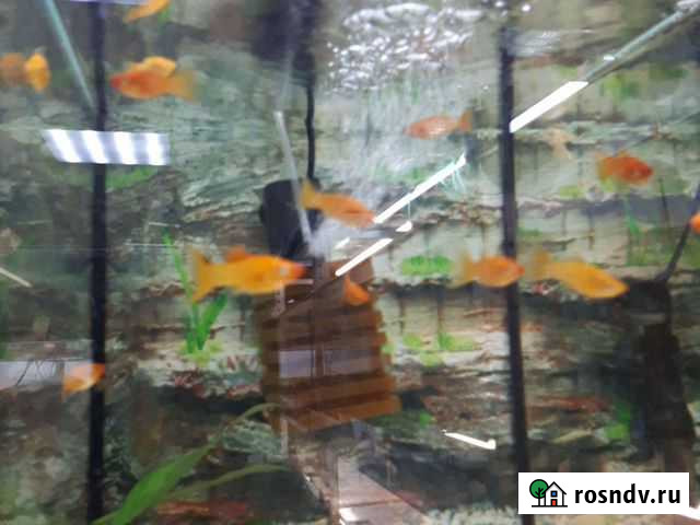 Рыба моллинезия золотая Новосибирск - изображение 1