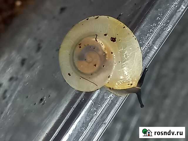 Улитки Караколус Томск - изображение 1