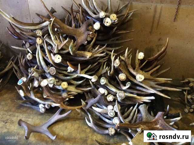 Рога лося Бежецк - изображение 1