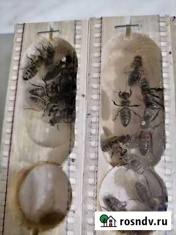 Пакеты и Пчеломатки Бакфаст Карпатка Карника Серпухов - изображение 1