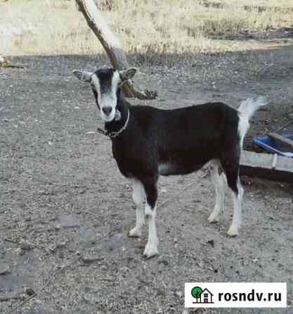 Коза альпийская Светлый