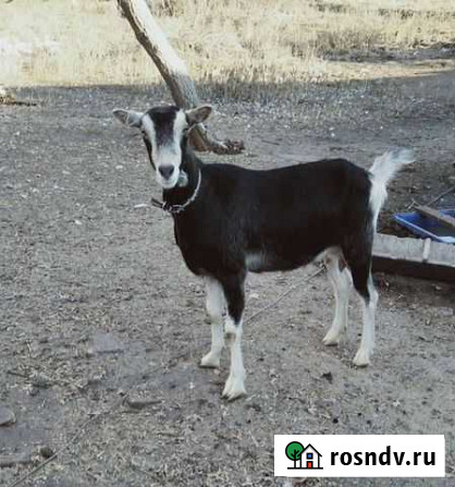 Коза альпийская Светлый - изображение 1