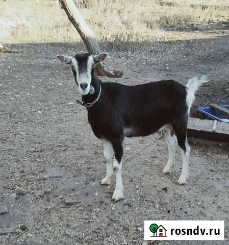 Коза альпийская Светлый - изображение 1