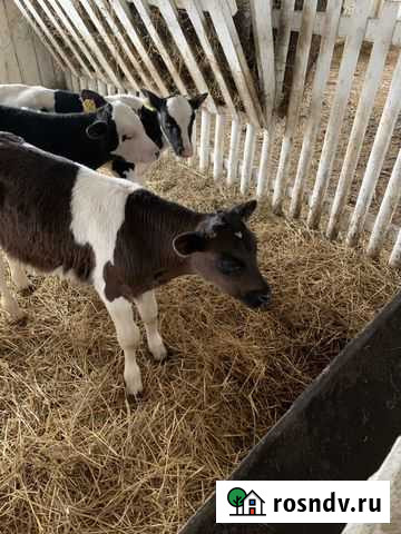 Телята. Бычки Пугачев - изображение 1