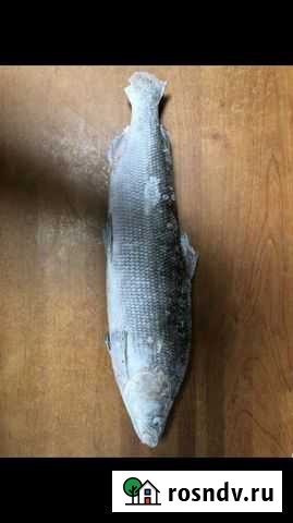 Муксун Краснодар - изображение 1