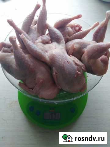 Тушки перепелов и яйцо перепелиное Димитровград - изображение 1