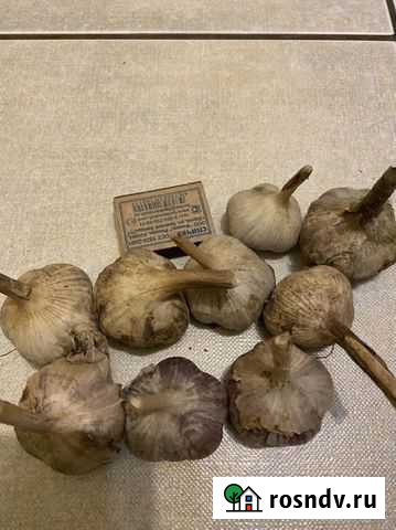 Чеснок Омск - изображение 1