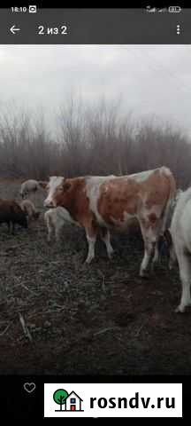Быки,телята Иловля - изображение 1