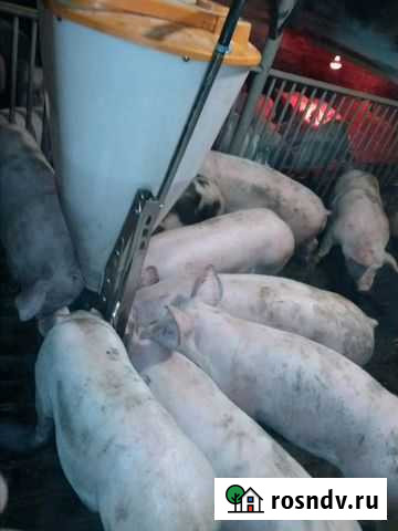 Племенные поросята Омск - изображение 1