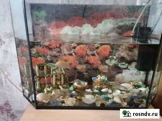 Аквариум 30 литров с рыбками Иркутск - изображение 1