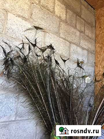 Перья Краснодар - изображение 1