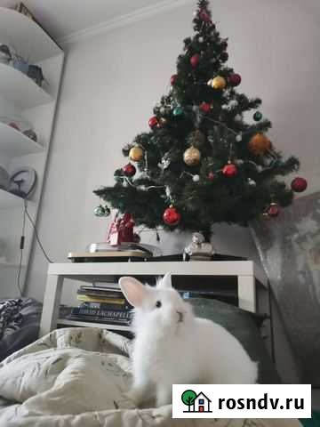 Карликовый кролик, лисий Москва - изображение 1