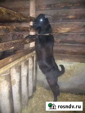 Козёл покрытие Крестцы - изображение 1