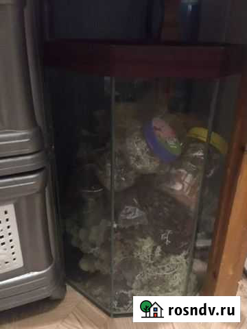 Аквариум Сыктывкар - изображение 1