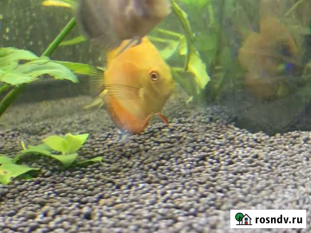 Рыба дискус Челябинск - изображение 1